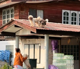 พระบาทสมเด็จพระเจ้าอยู่หัว และสมเด็จพระนางเจ้าฯ ... พารามิเตอร์รูปภาพ 45
